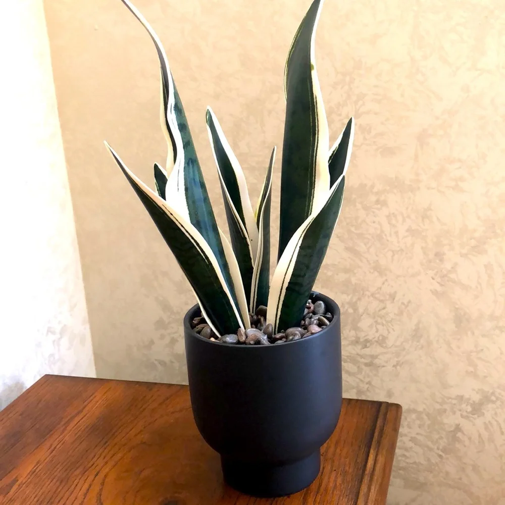 Faux snake plant in a ceramic pot. Pretty rocks with a sealed coating.